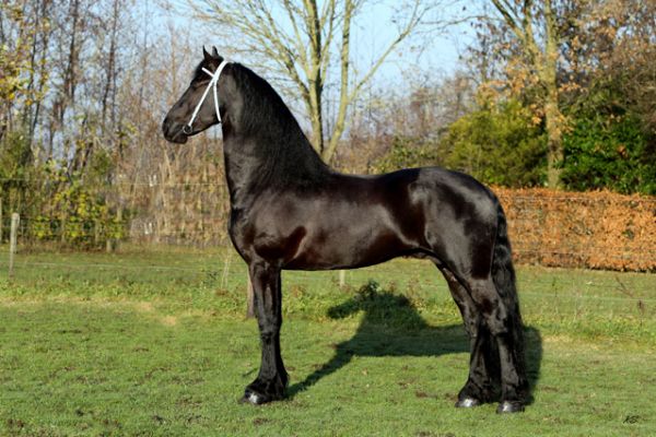 hessel